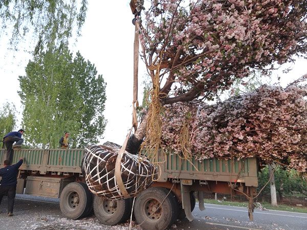 20公分櫻花裝車