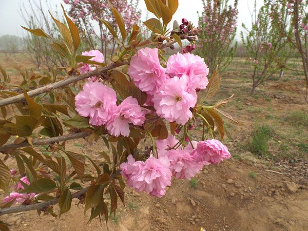 櫻花樹(shù)