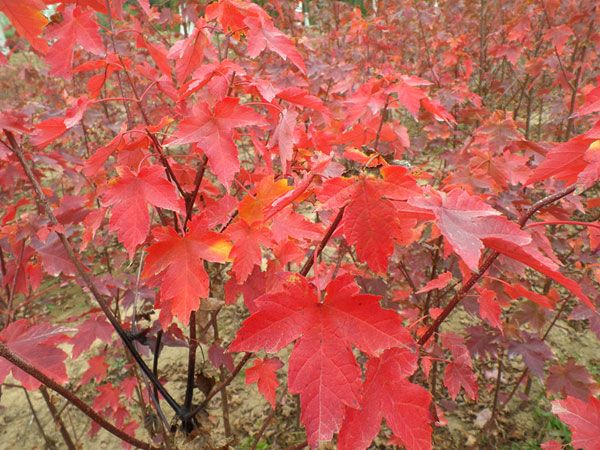 紅點(diǎn)紅楓