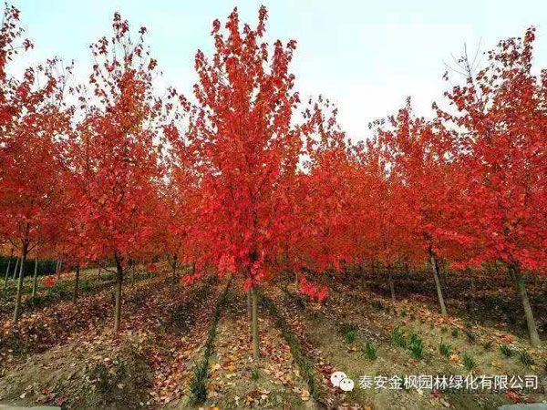 美國(guó)紅點(diǎn)紅楓