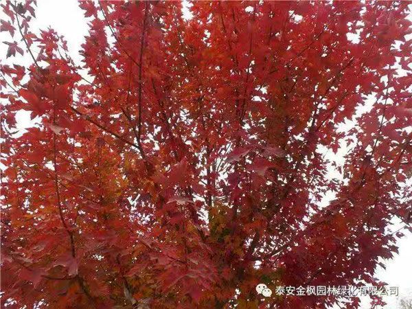 美國(guó)紅點(diǎn)紅楓