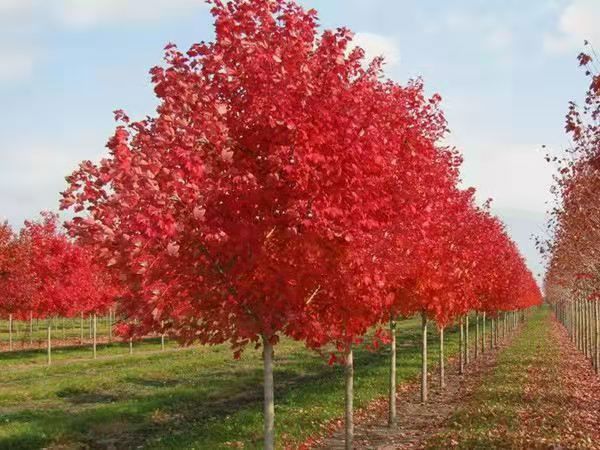 美國紅點紅楓