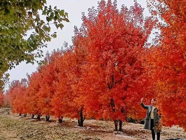 叢生美國紅楓