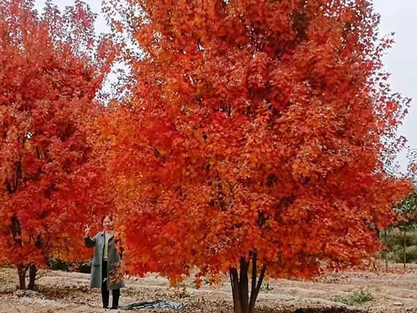 叢生美國紅楓