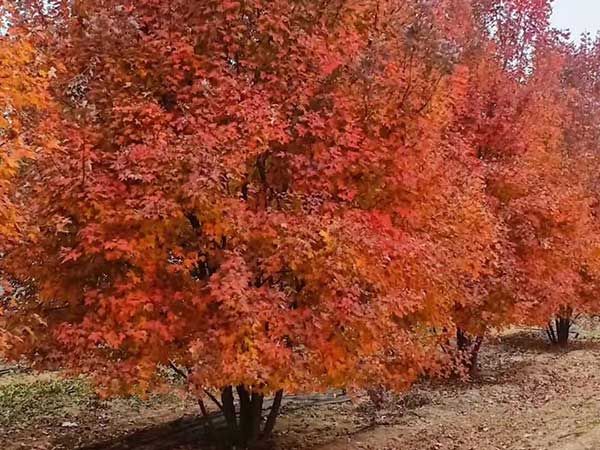 叢生美國(guó)紅楓