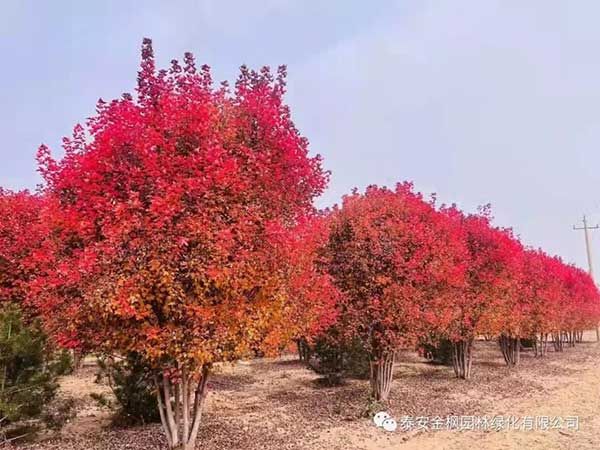 叢生美國紅楓